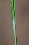 Limestone meadow sedge